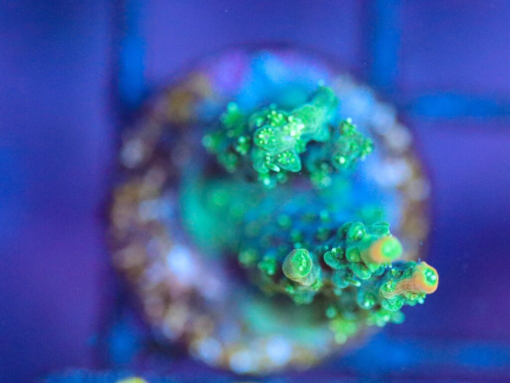 Frag Box Corals