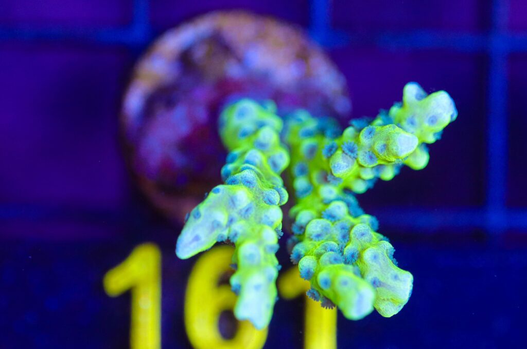 Frag Box Corals