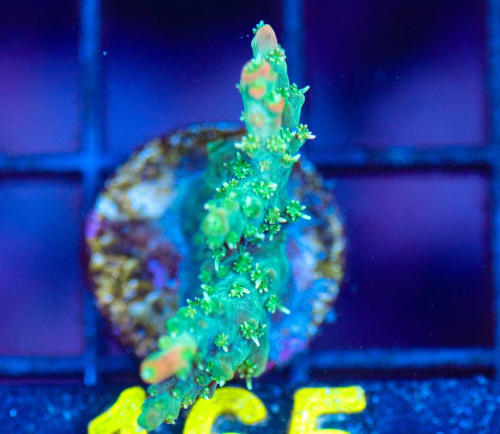 Frag Box Corals