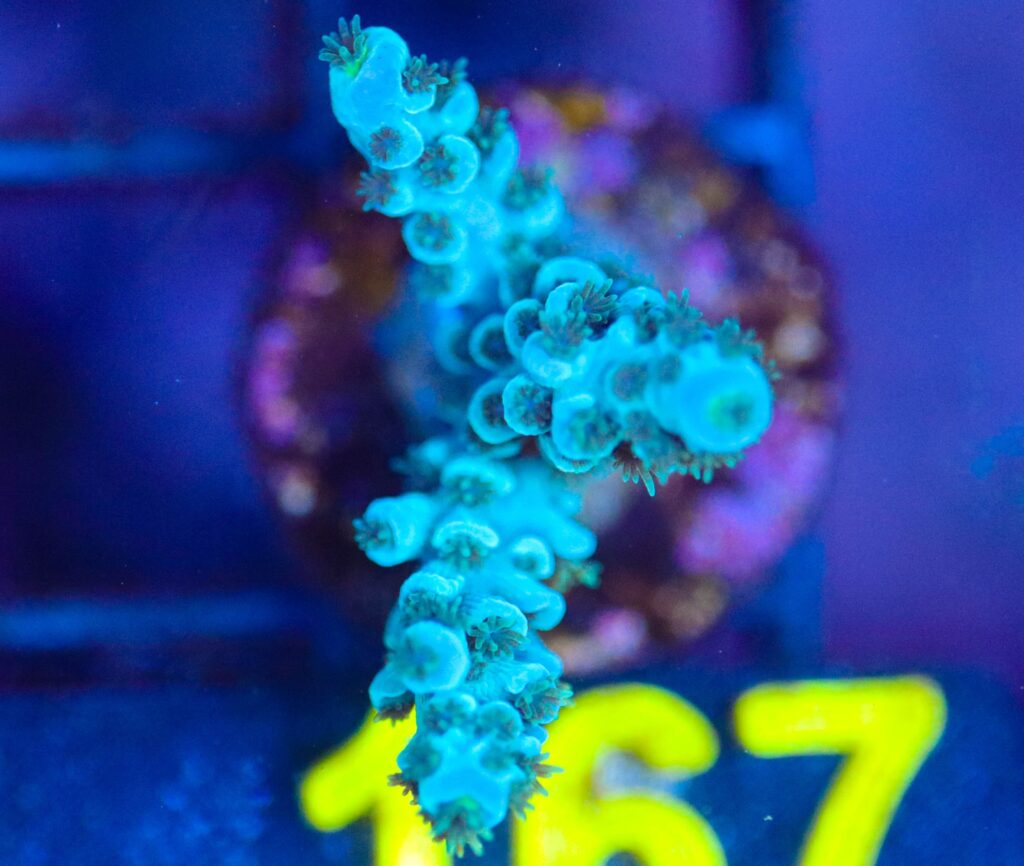 Frag Box Corals