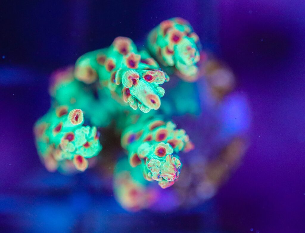 Frag Box Corals