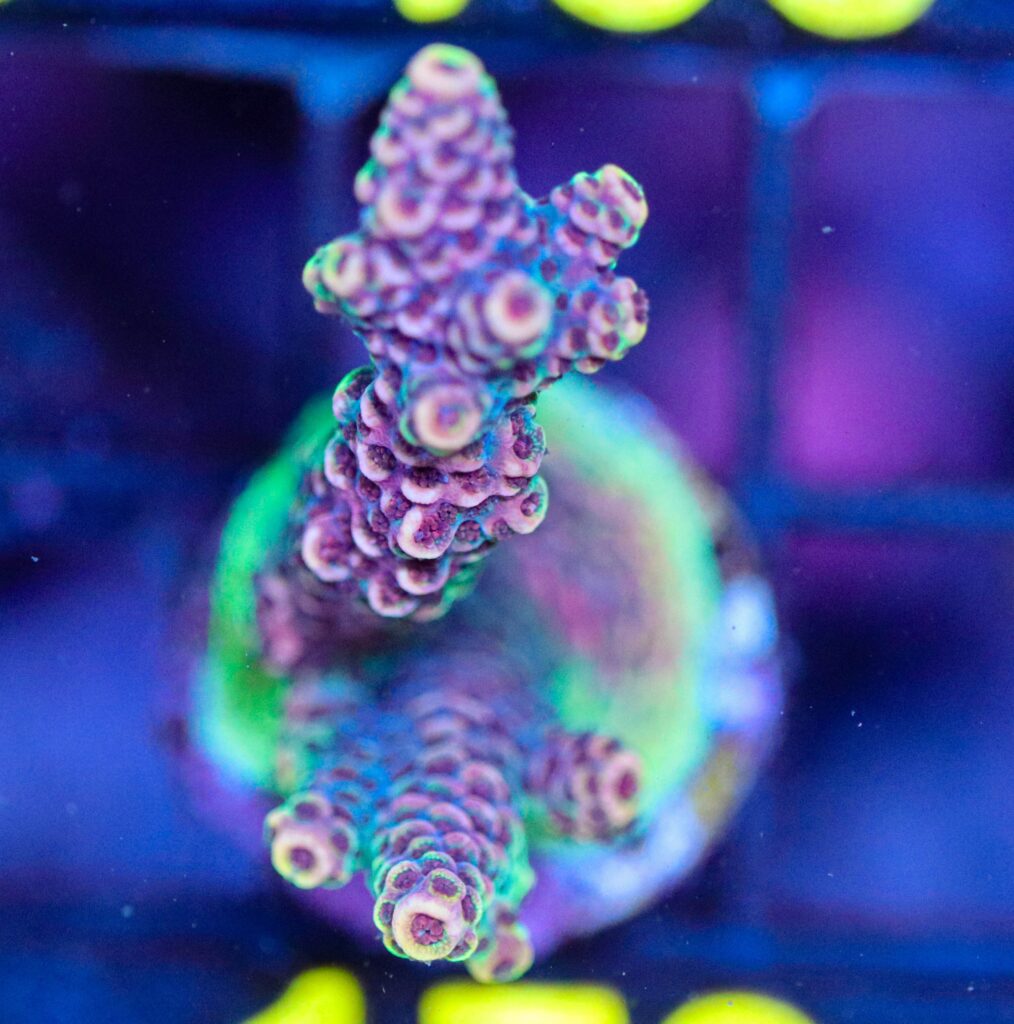 Frag Box Corals