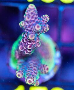 Wysiwyg  Acropora Millepora Frag [F178]