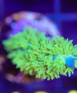 Wysiwyg Marvin the Martian Acropora Frag [F184]
