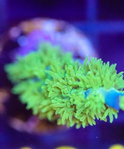 Wysiwyg Marvin the Martian Acropora Frag [F184]