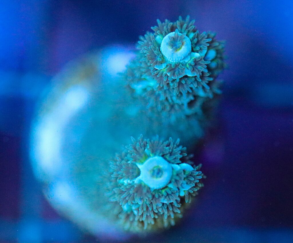 Frag Box Corals