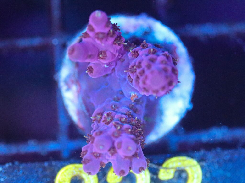 Frag Box Corals
