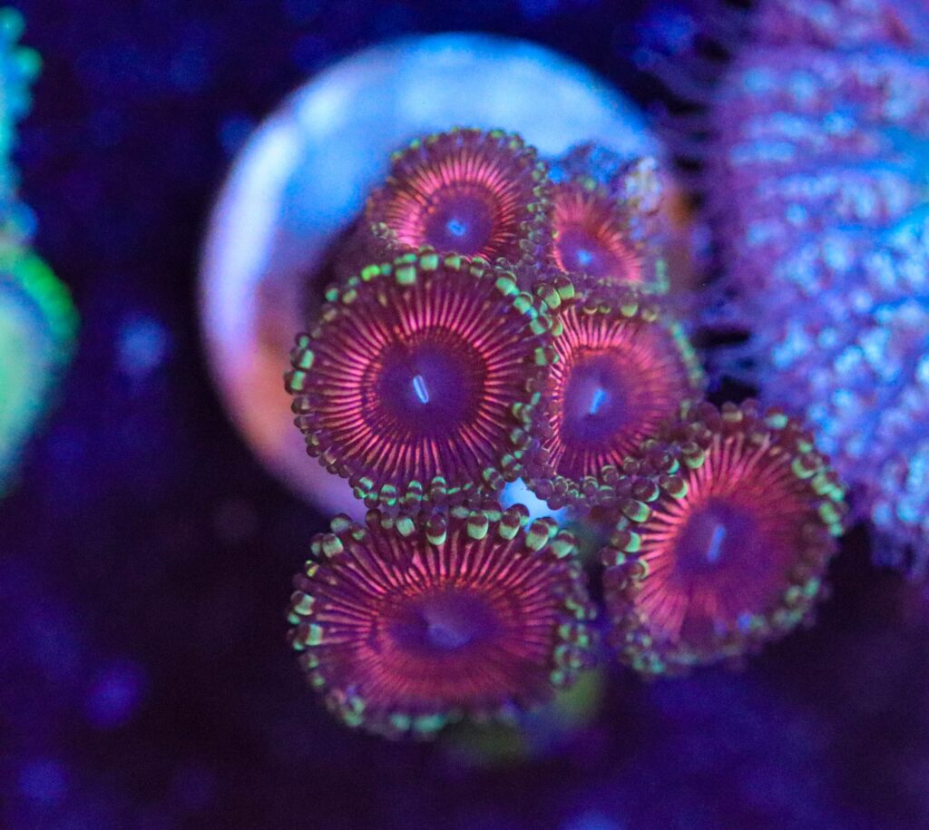 Frag Box Corals