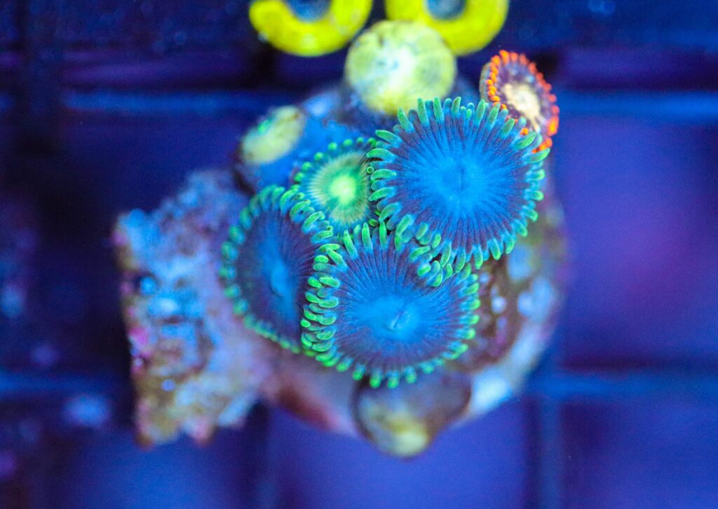 Frag Box Corals