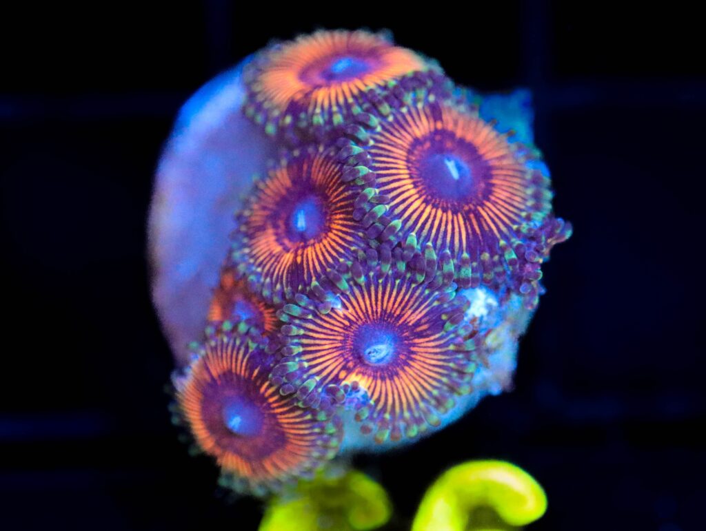 Frag Box Corals