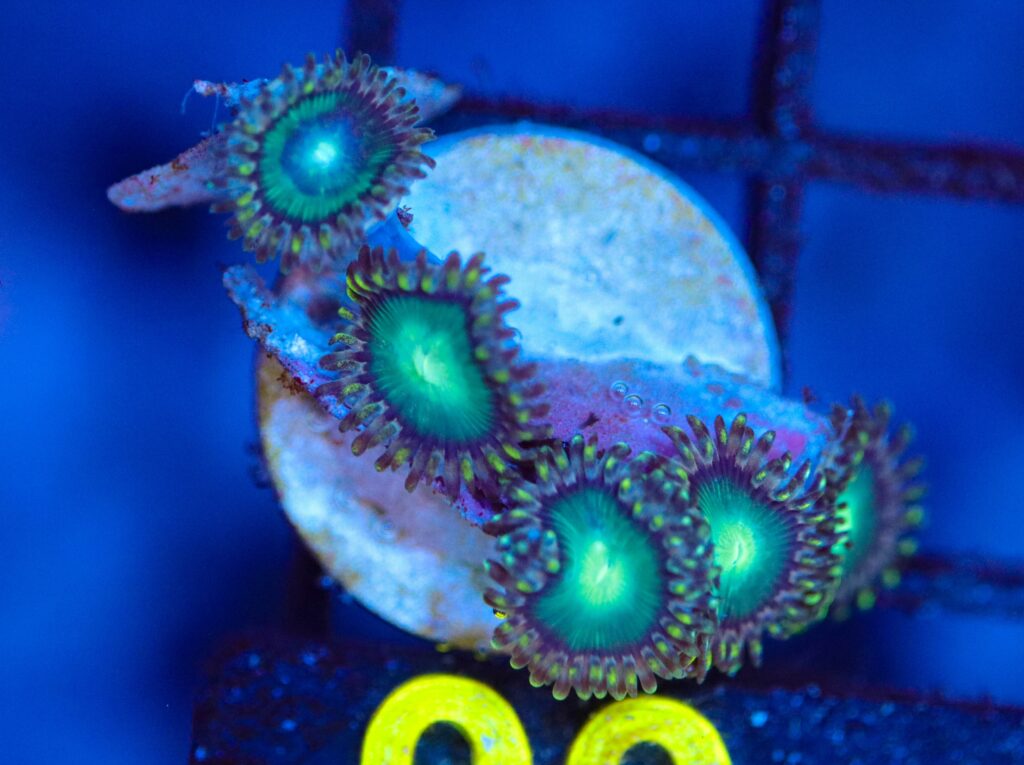 Frag Box Corals