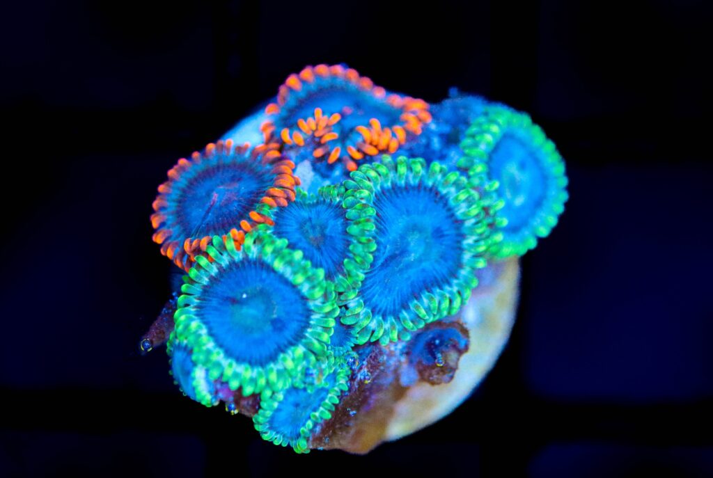 Frag Box Corals