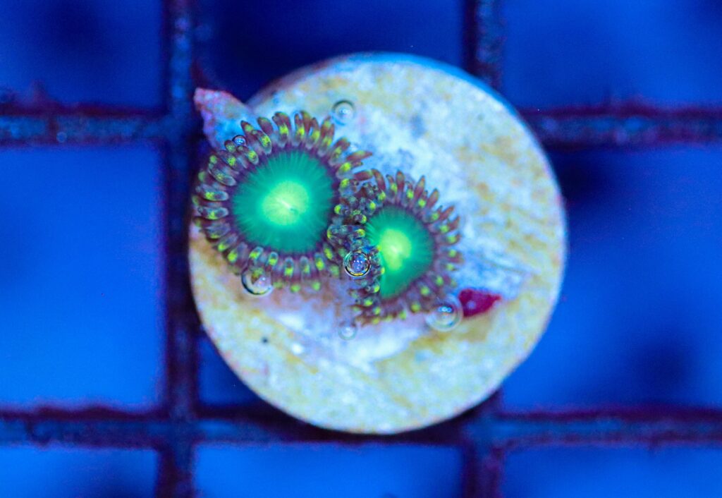 Frag Box Corals