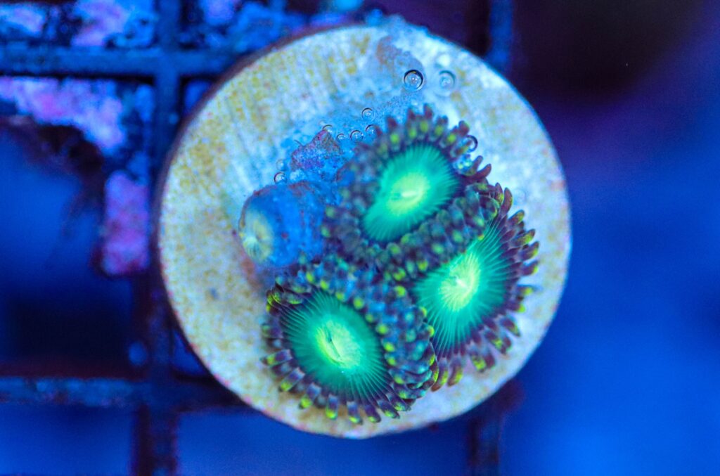 Frag Box Corals