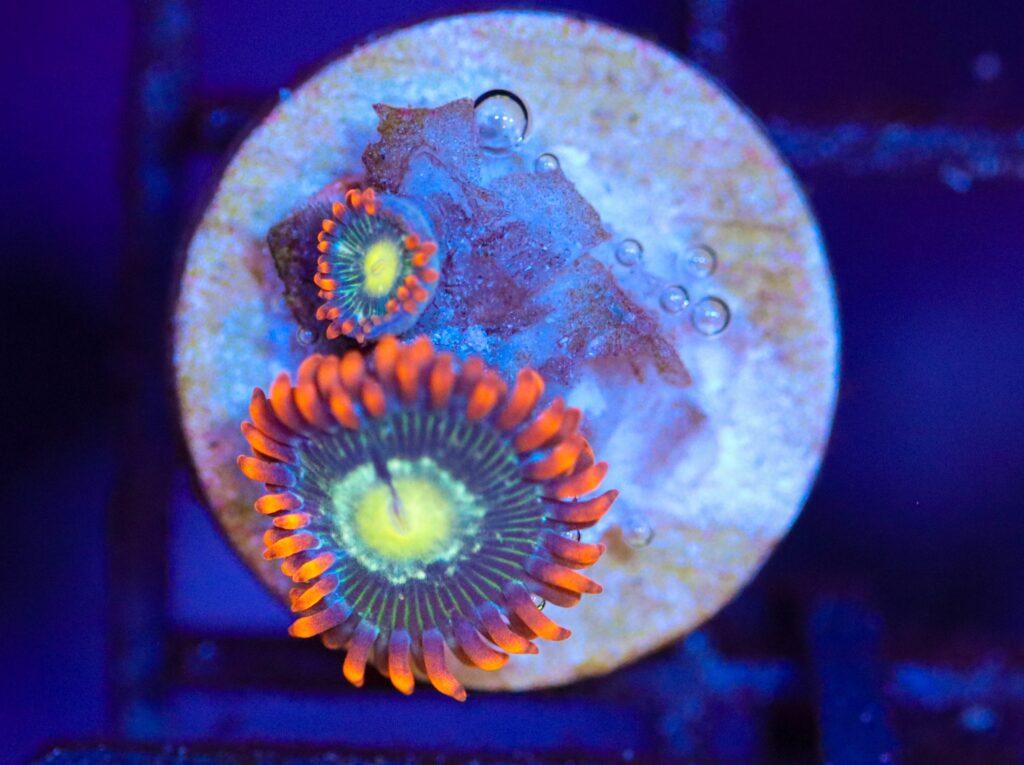 Frag Box Corals