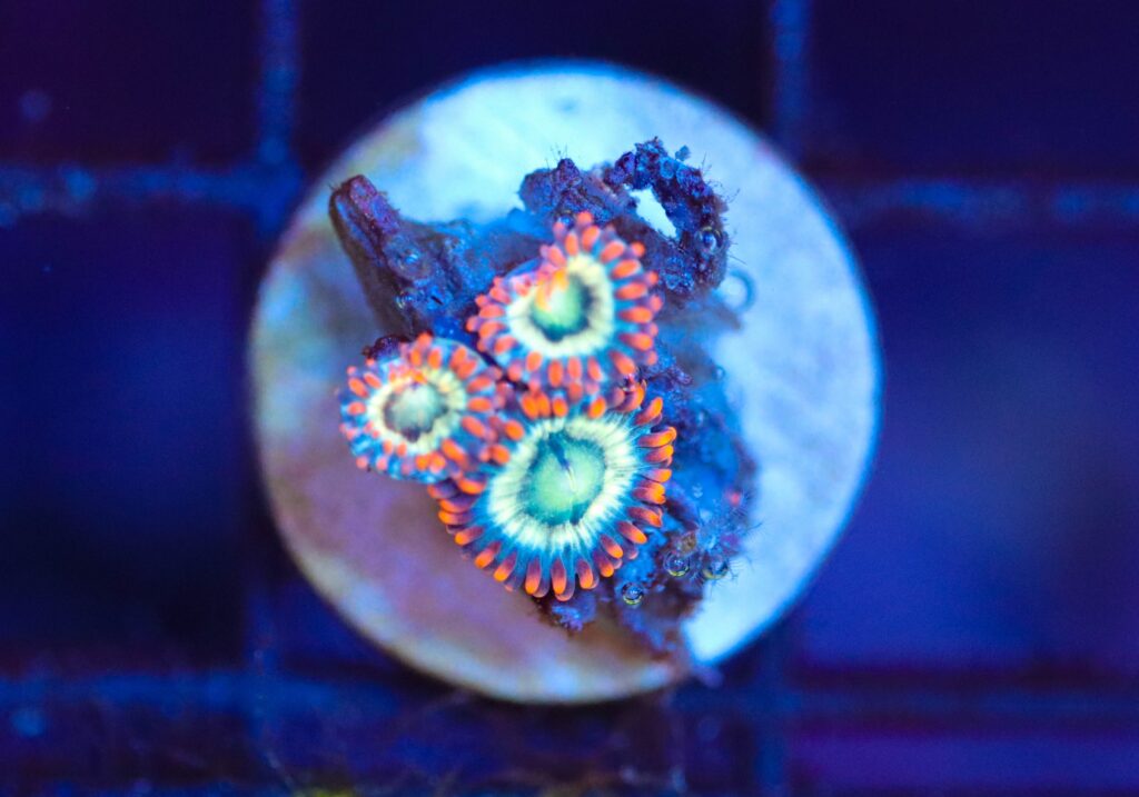 Frag Box Corals