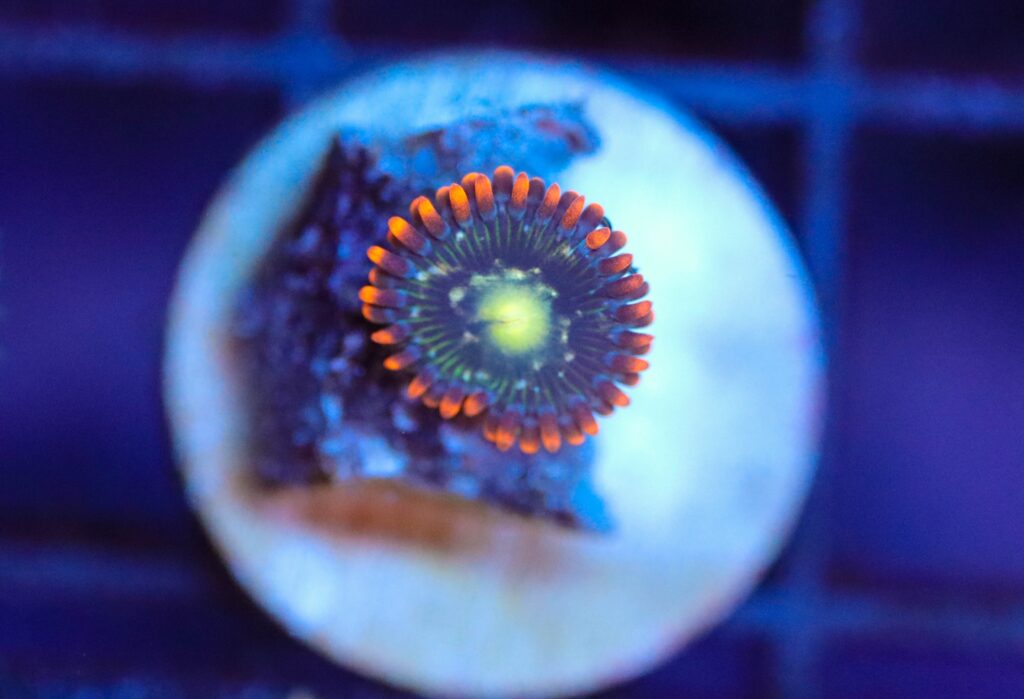 Frag Box Corals
