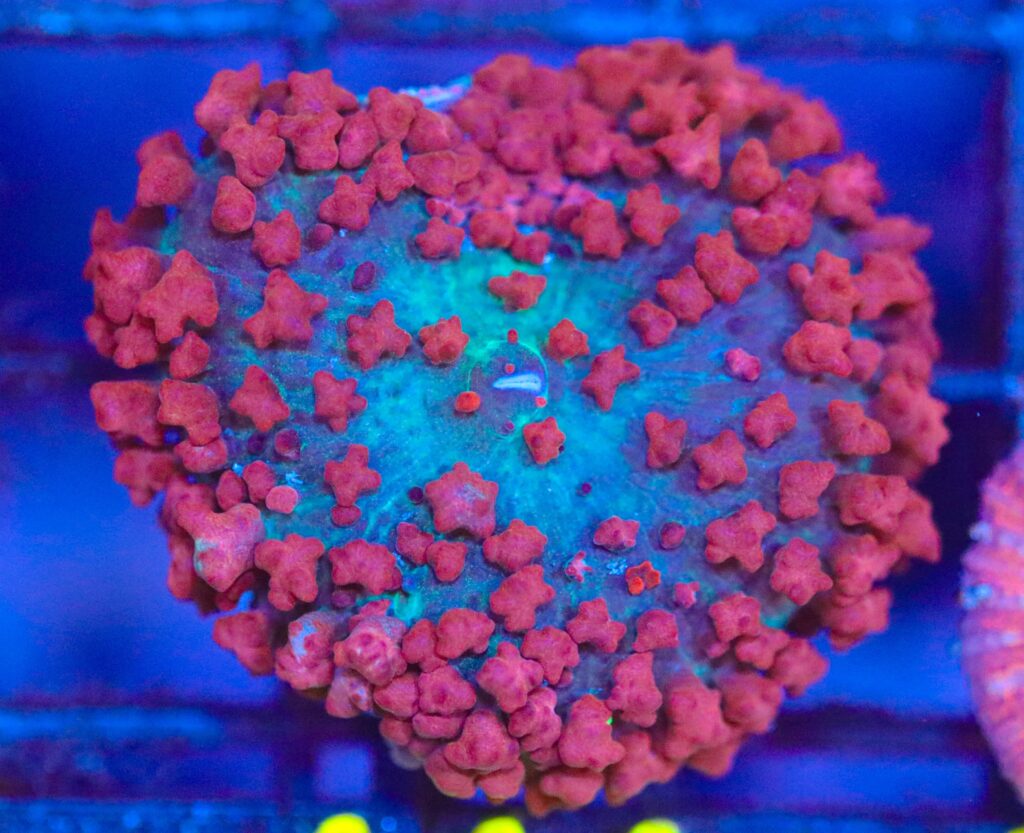 Frag Box Corals