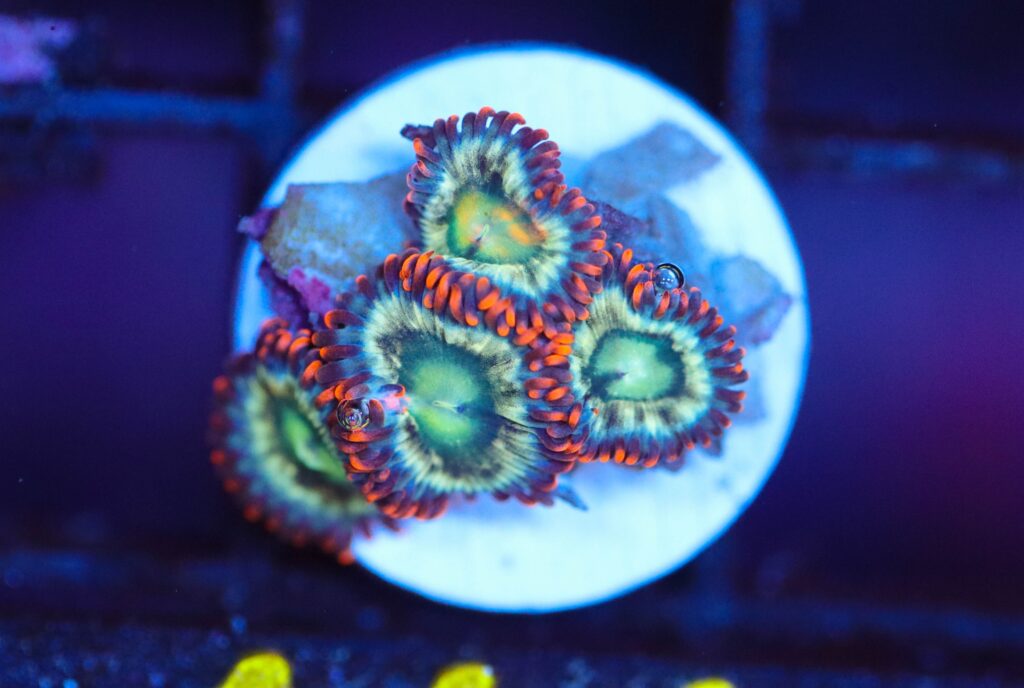 Frag Box Corals