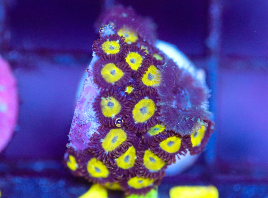 Frag Box Corals
