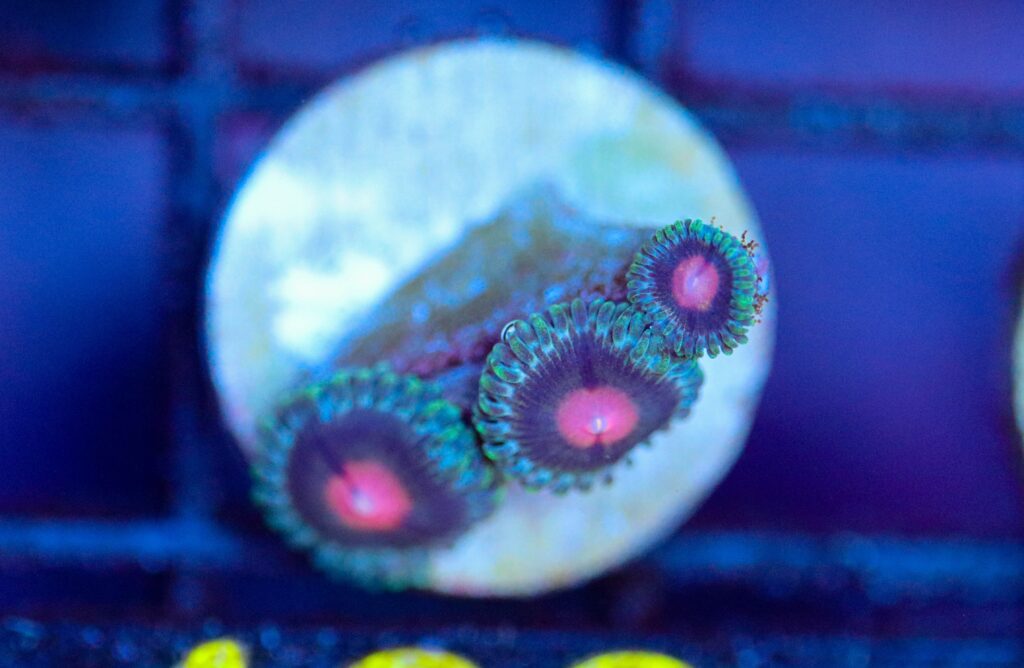 Frag Box Corals