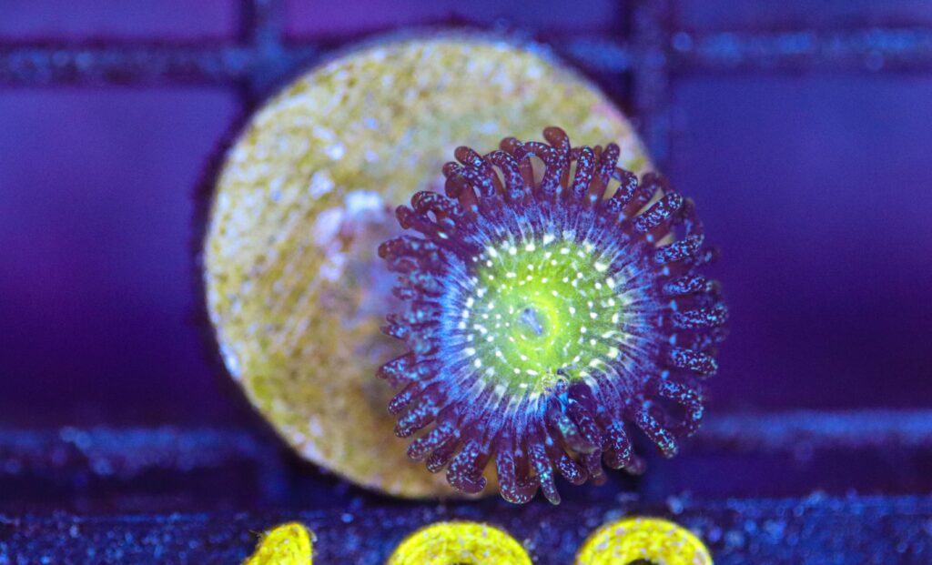 Frag Box Corals