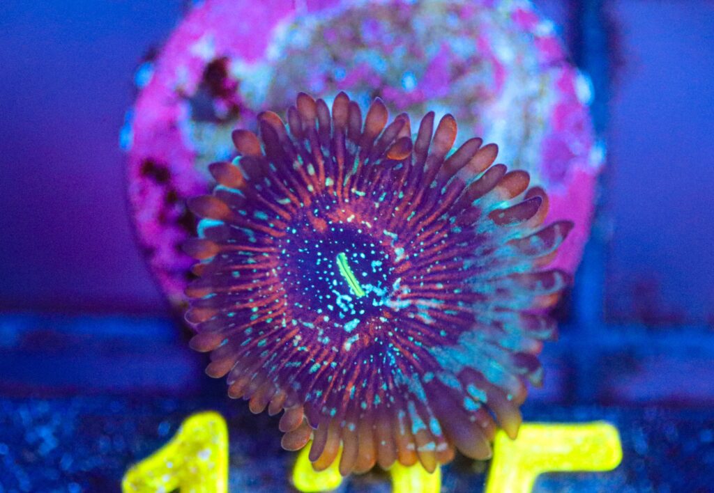 Frag Box Corals