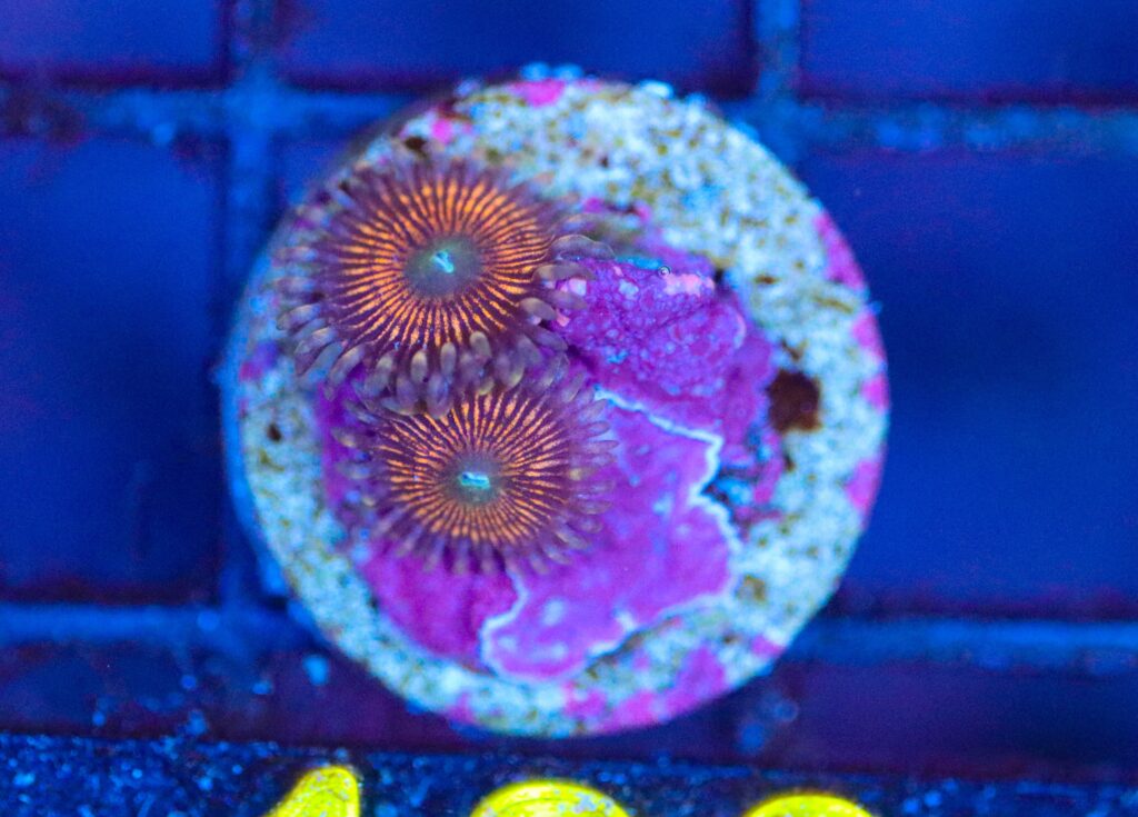 Frag Box Corals