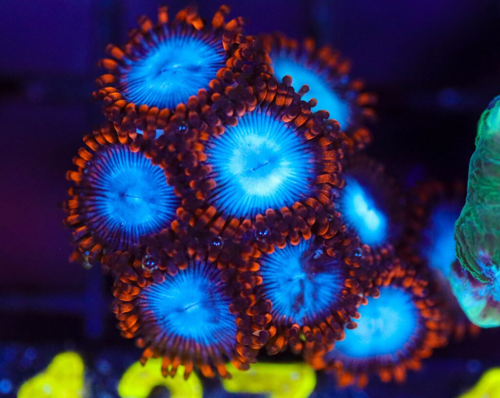 Frag Box Corals