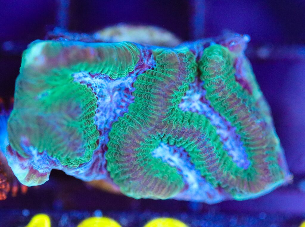 Frag Box Corals