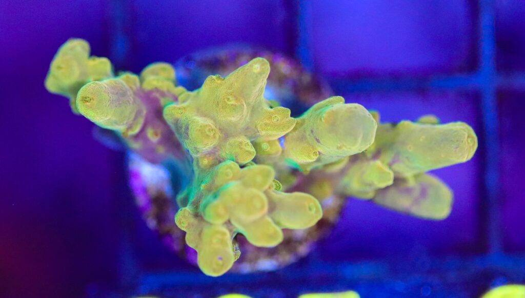 Frag Box Corals