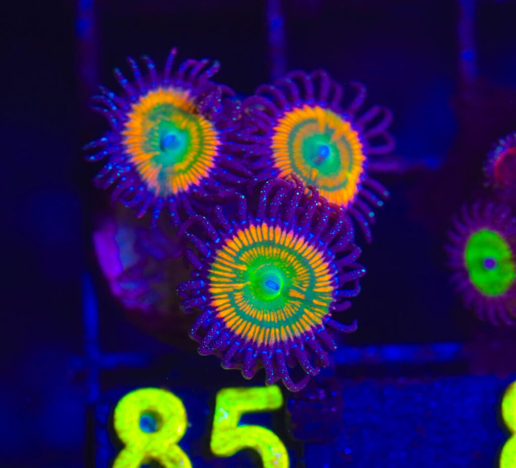 Frag Box Corals