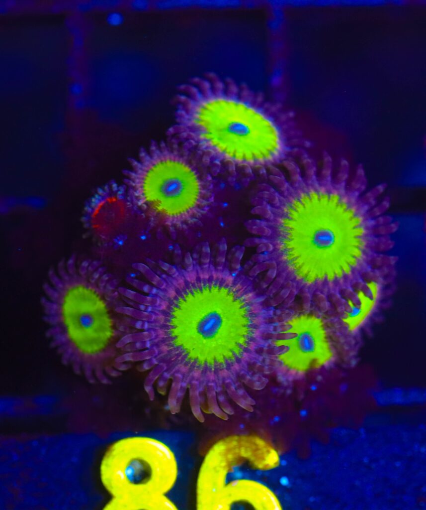 Frag Box Corals