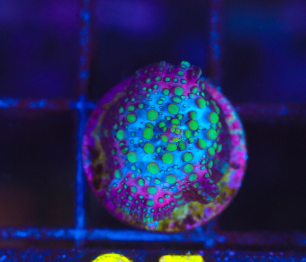 Frag Box Corals