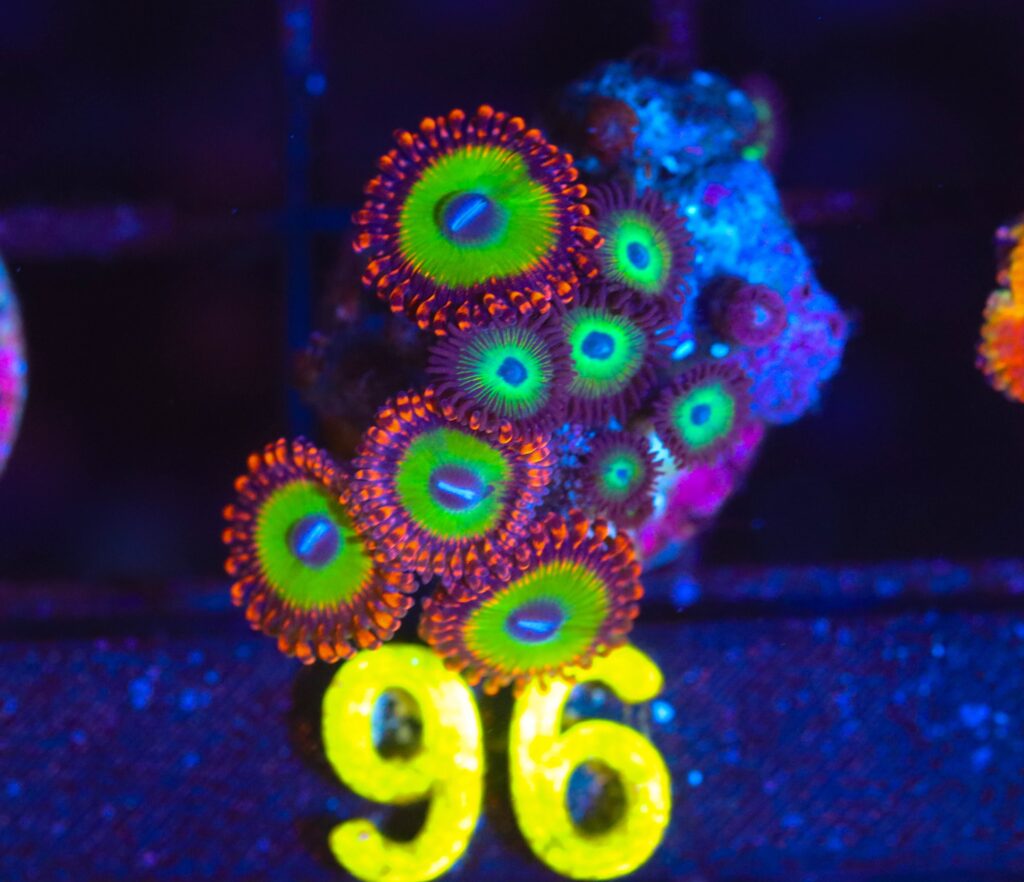 Frag Box Corals