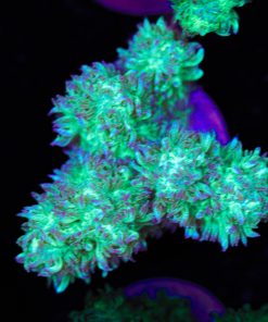 Branching Hydnophora Frag Frag