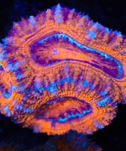 Large Sunset Acan Frag (Row #50)