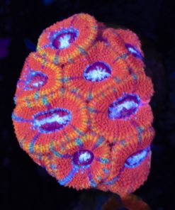 Blue Stripe White Mouth Acan Micromussa Frag (Row #50:B)