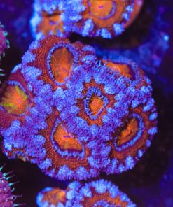 Gumball Acan Coral
