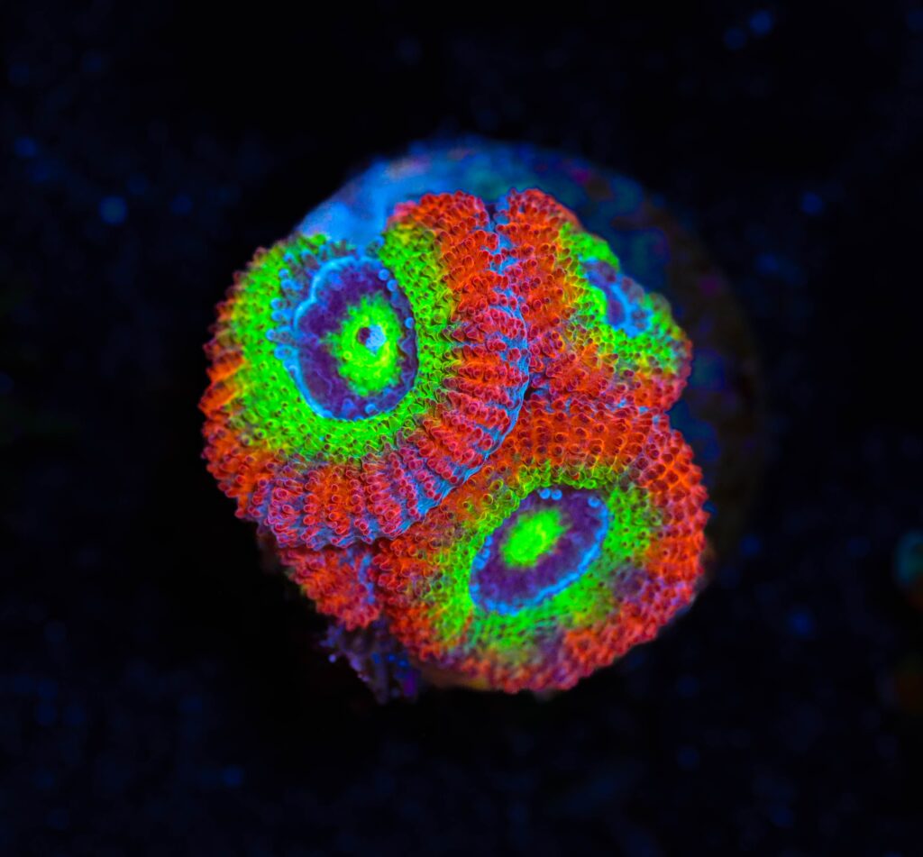 Frag Box Corals