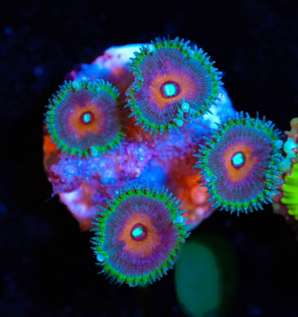 Frag Box Corals