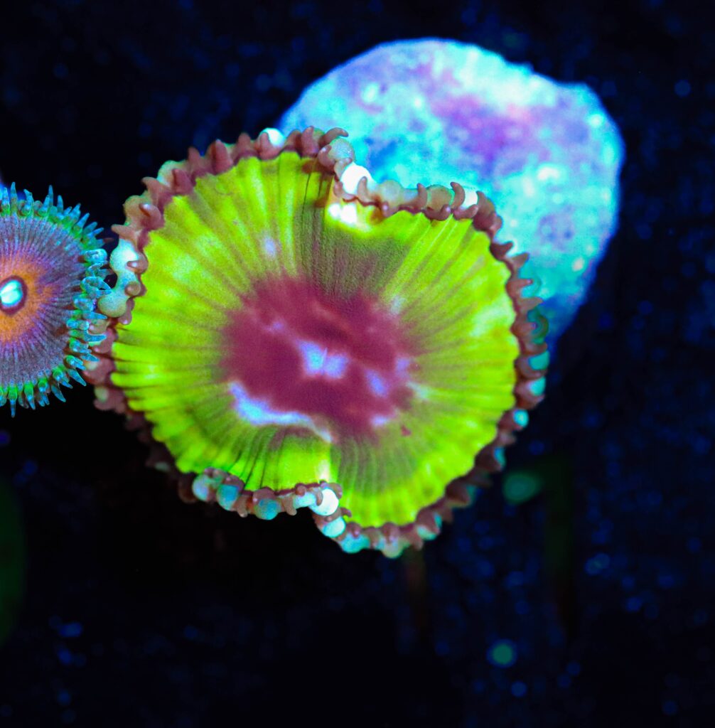 Frag Box Corals