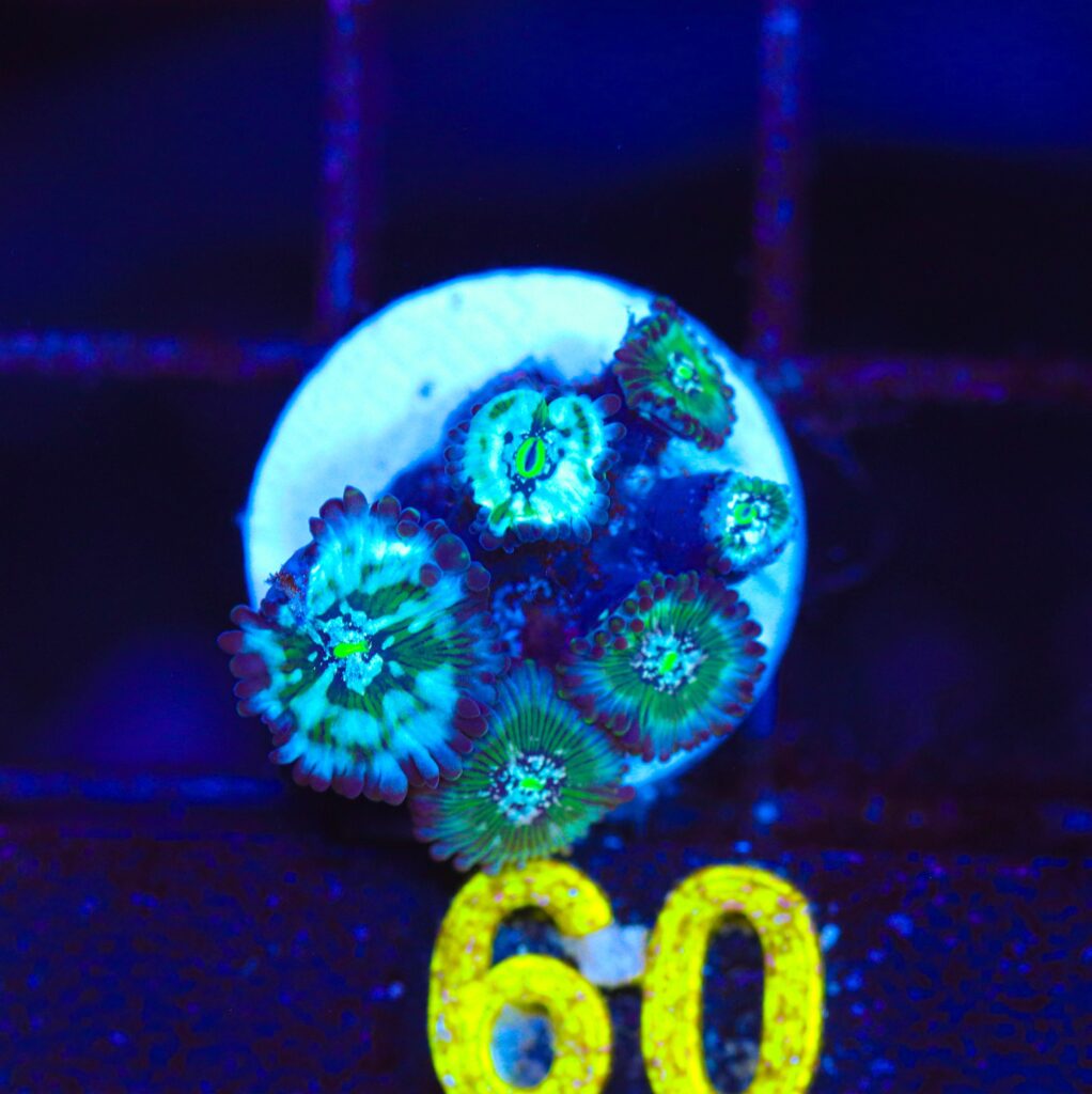 Frag Box Corals