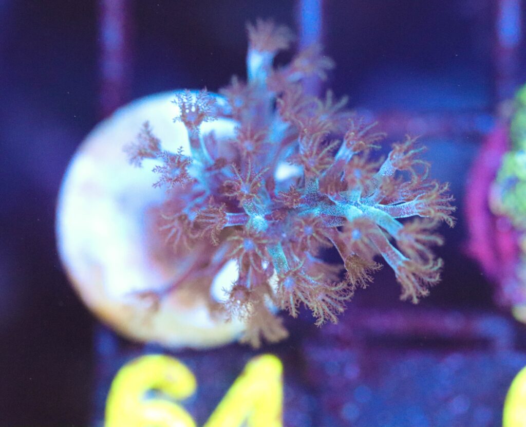 Frag Box Corals
