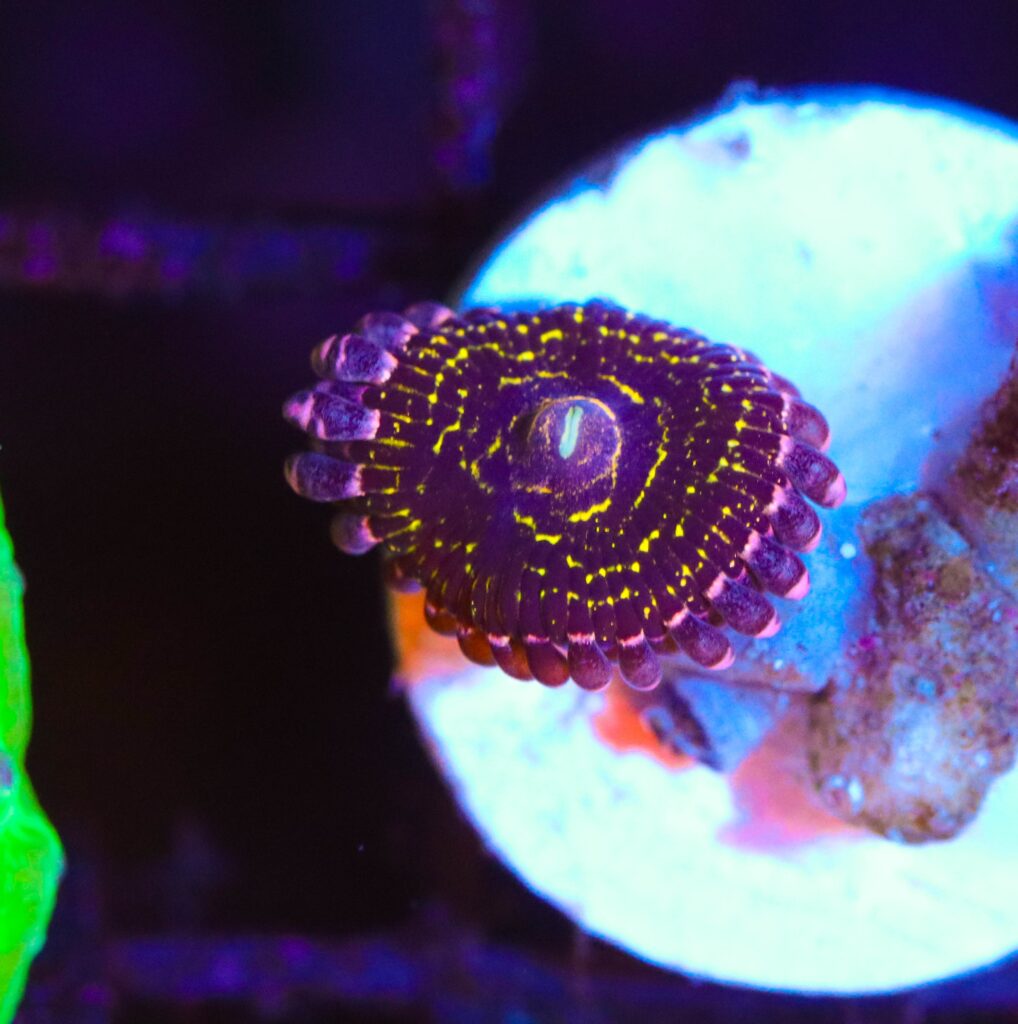 Frag Box Corals