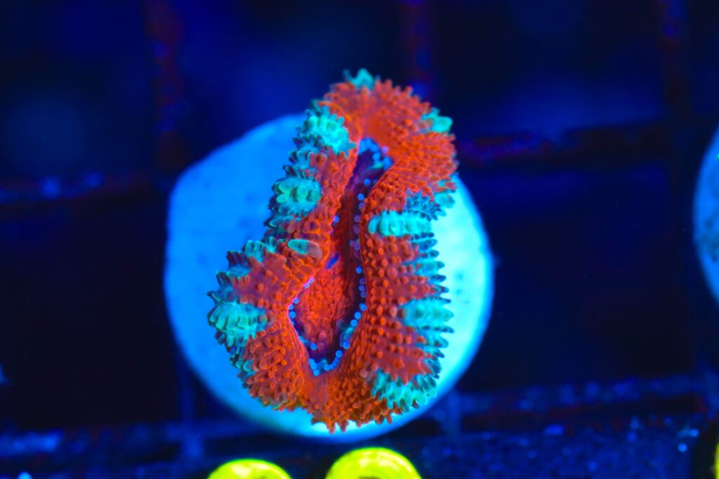 Frag Box Corals