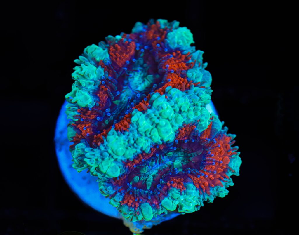 Frag Box Corals
