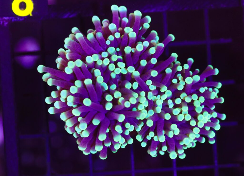 Frag Box Corals