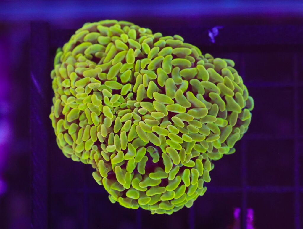 Frag Box Corals
