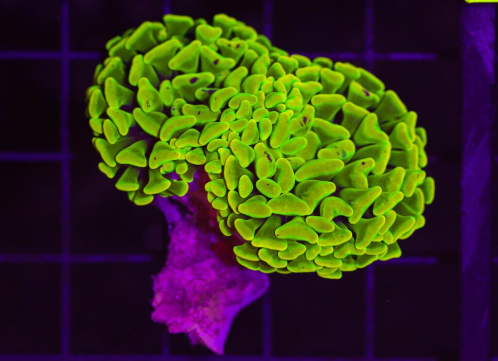 Frag Box Corals